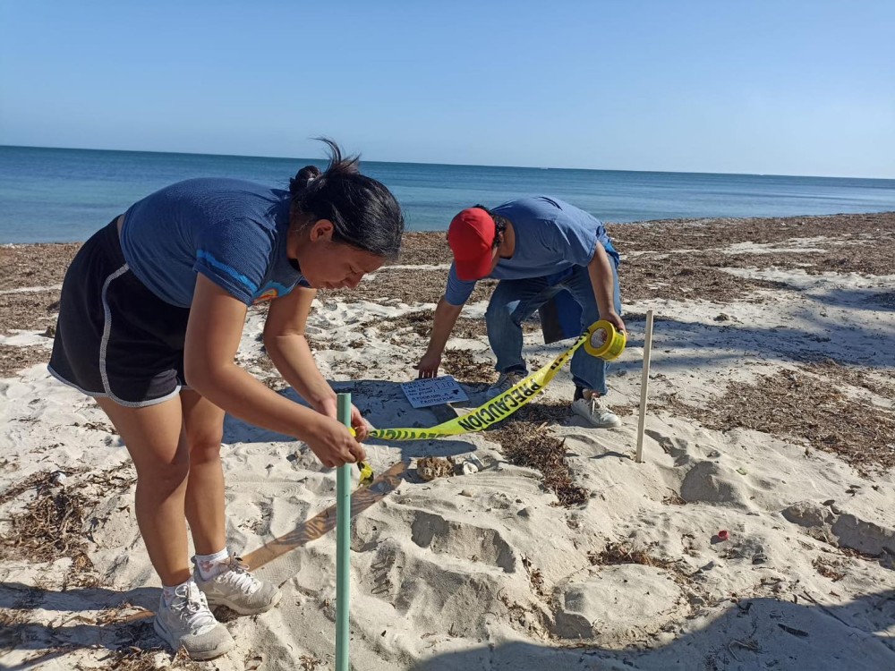 Llegan más tortugas marinas a desovar en las costas del municipio de Carmen