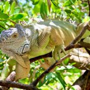Altas temperaturas afectan a la flora y fauna
