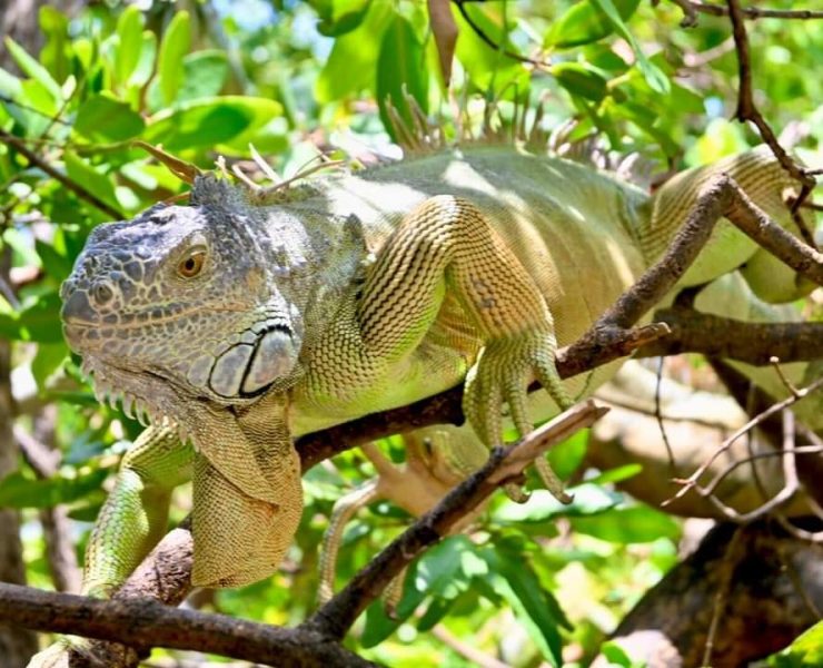 Altas temperaturas afectan a la flora y fauna