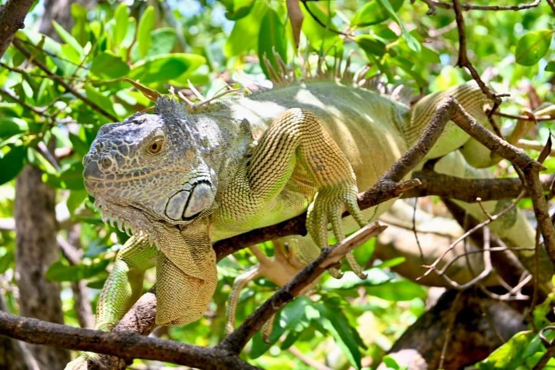 Altas temperaturas afectan a la flora y fauna
