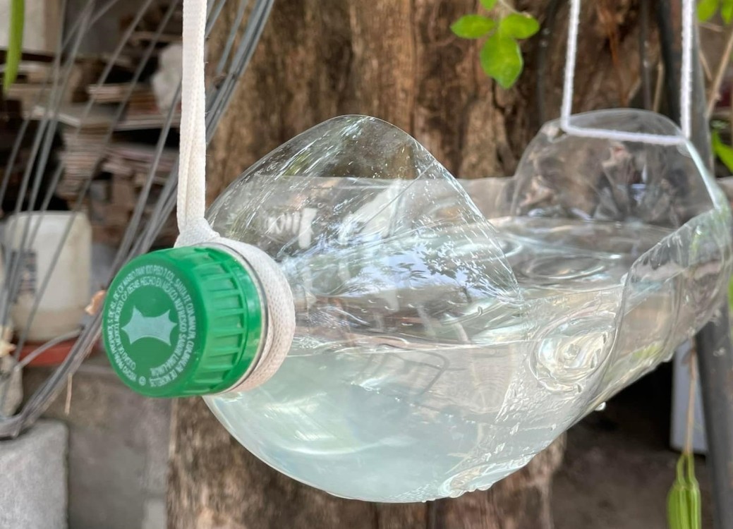 Altas temperaturas afectan a la flora y fauna