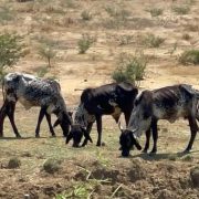 Altas temperaturas afectan al sector ganadero
