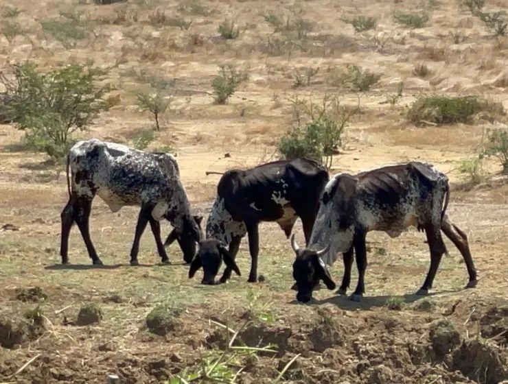 Altas temperaturas afectan al sector ganadero