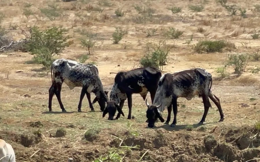 Altas temperaturas afectan al sector ganadero