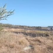 ¡Incendio en Celestún Bajo Control! Autoridades actúan con rapidez