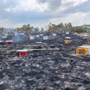 Incendio acaba con algunas colmenas de abejas: En Sabancuy