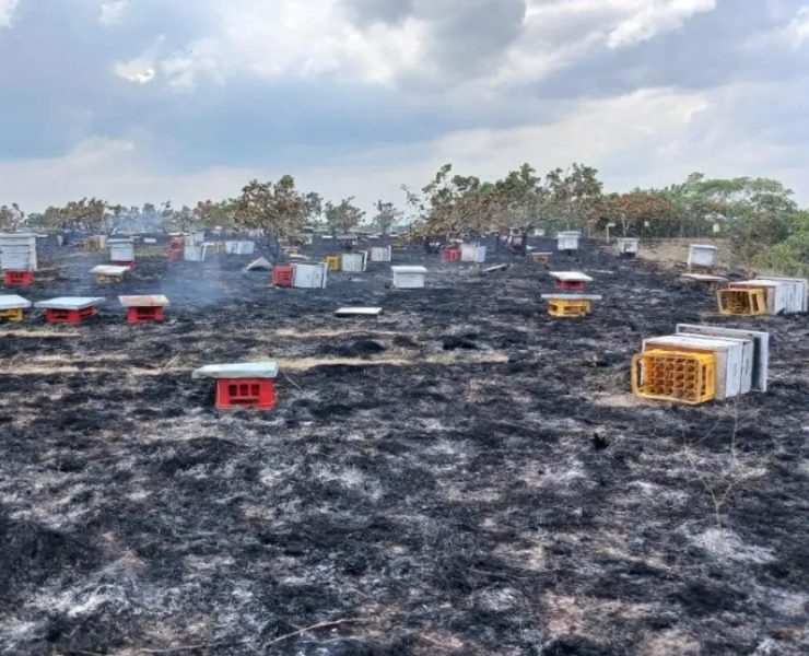 Incendio acaba con algunas colmenas de abejas: En Sabancuy