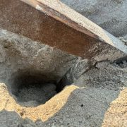 Intentaron saquear huevos de tortuga en el corral de incubación