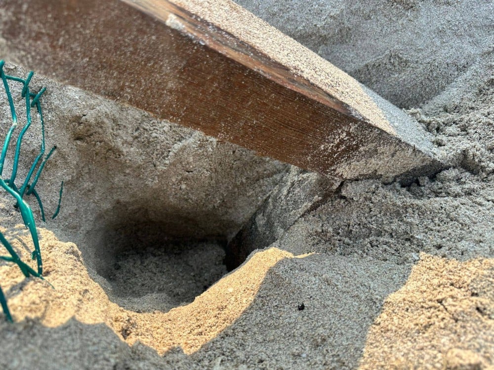 Intentaron saquear huevos de tortuga en el corral de incubación