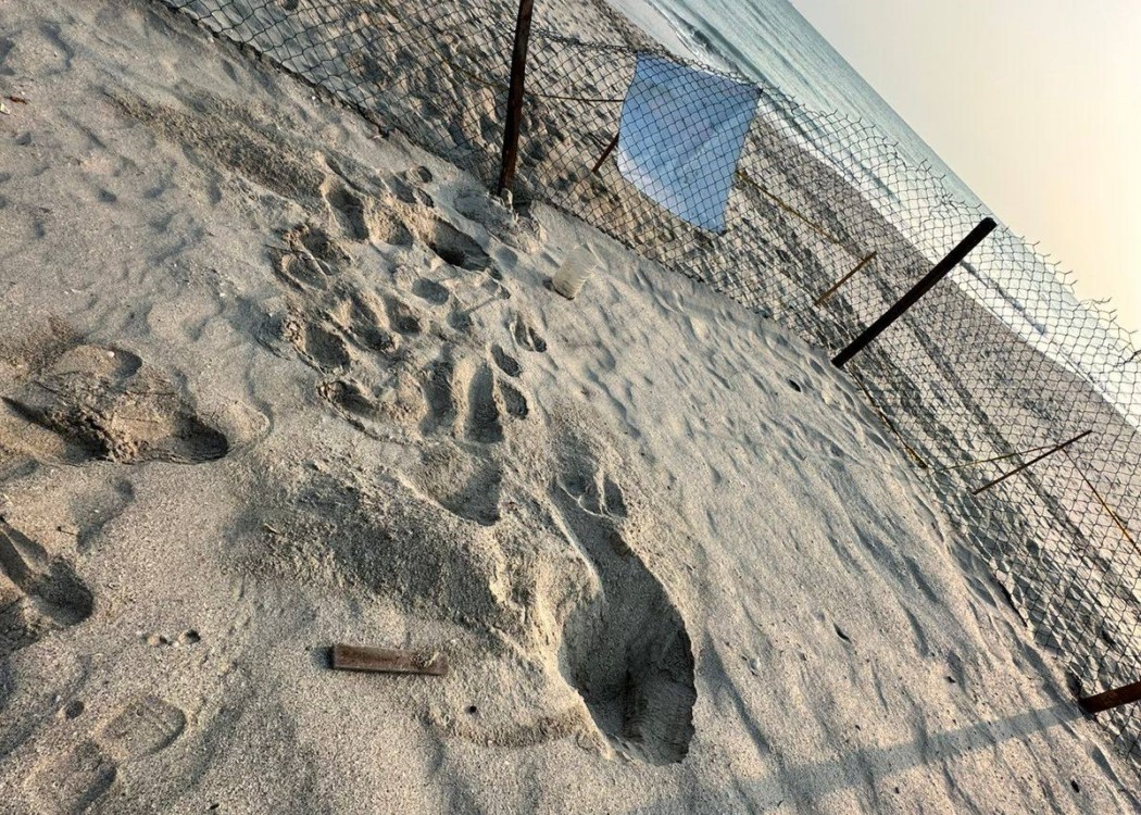 Intentaron saquear huevos de tortuga en el corral de incubación