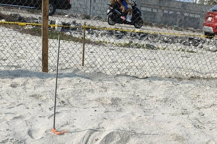 Intentaron saquear huevos de tortuga en el corral de incubación