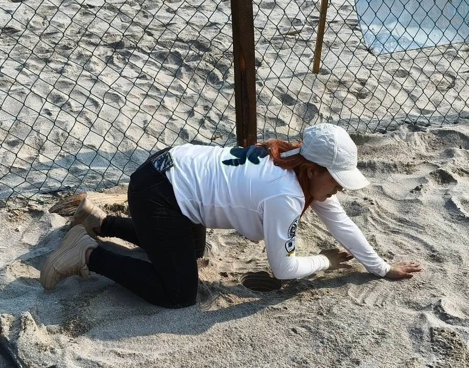 Intentaron saquear huevos de tortuga en el corral de incubación