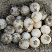 Segunda anidación de tortuga marina en Playa Norte