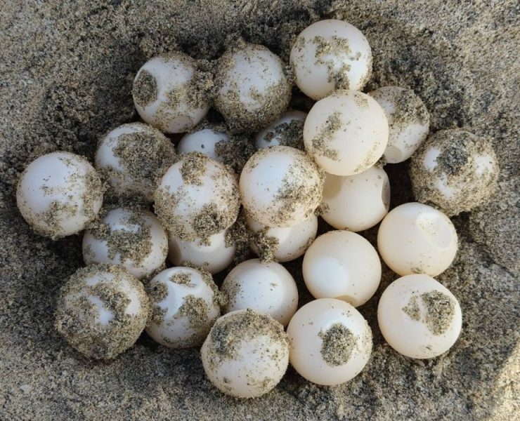 Segunda anidación de tortuga marina en Playa Norte