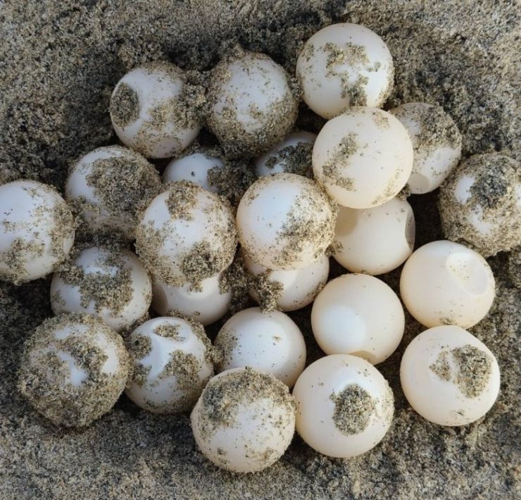 Segunda anidación de tortuga marina en Playa Norte