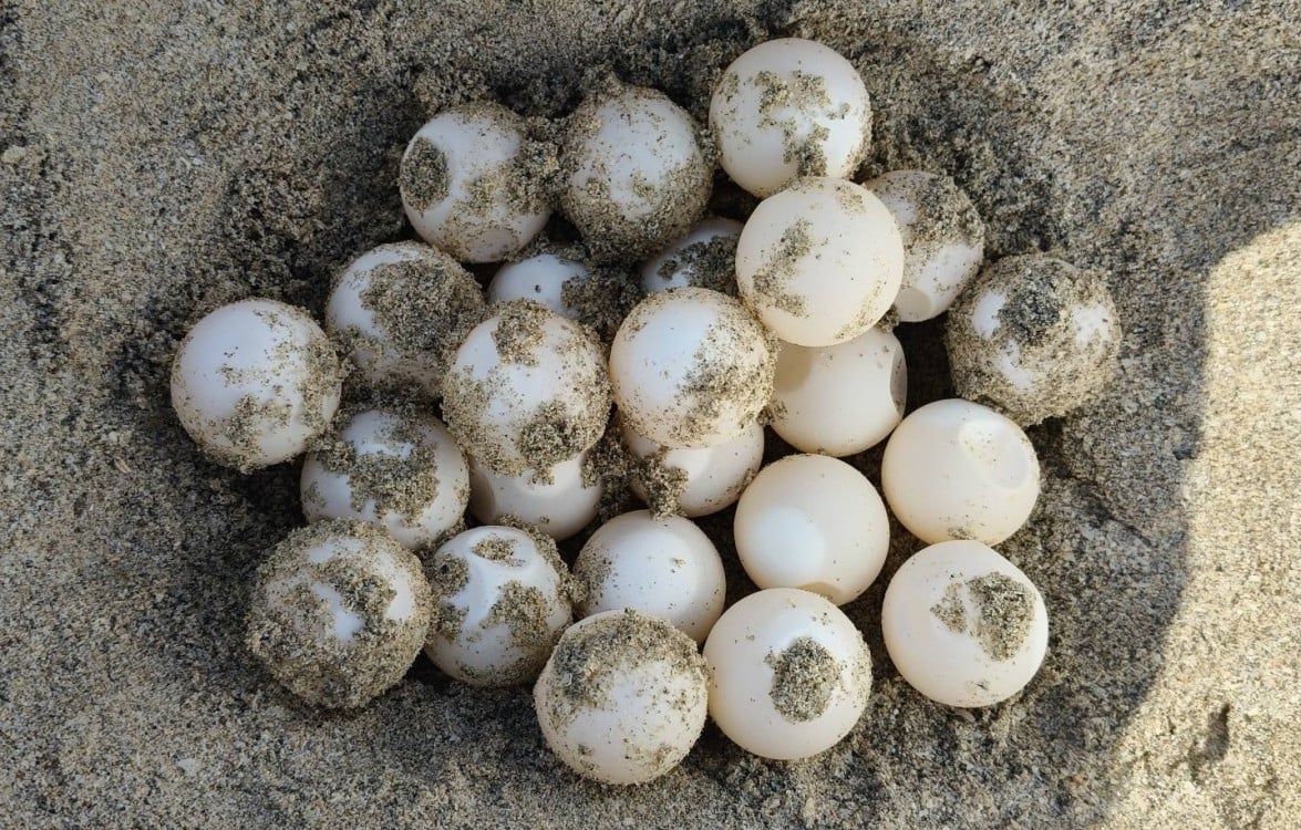 Segunda anidación de tortuga marina en Playa Norte