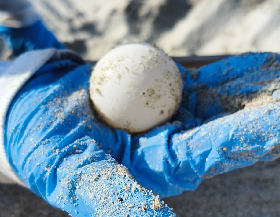 Segunda anidación de tortuga marina en Playa Norte