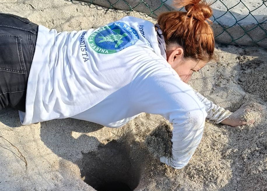 Segunda anidación de tortuga marina en Playa Norte
