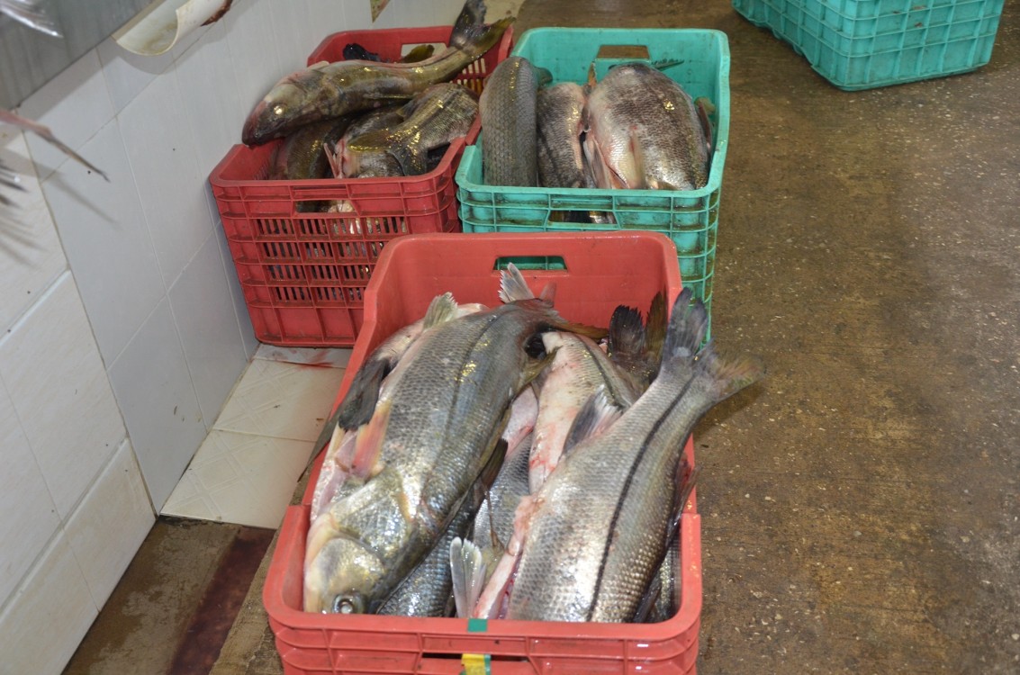 Santiago Jiménez González, presidente de la Unión de Pescadores Ribereños del Carmen