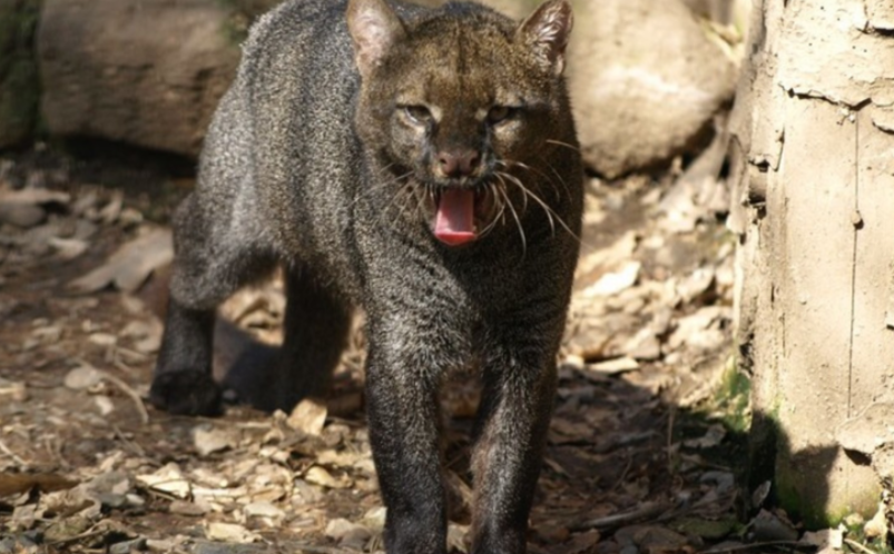 Avistamiento de jaguarundi genera expectativa en Texas