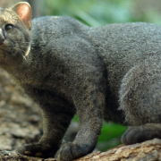 Reaparece depredador que se creía extinto al menos en EEUU