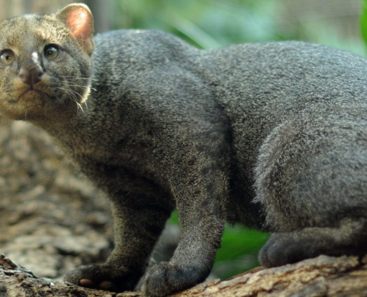 Reaparece depredador que se creía extinto al menos en EEUU