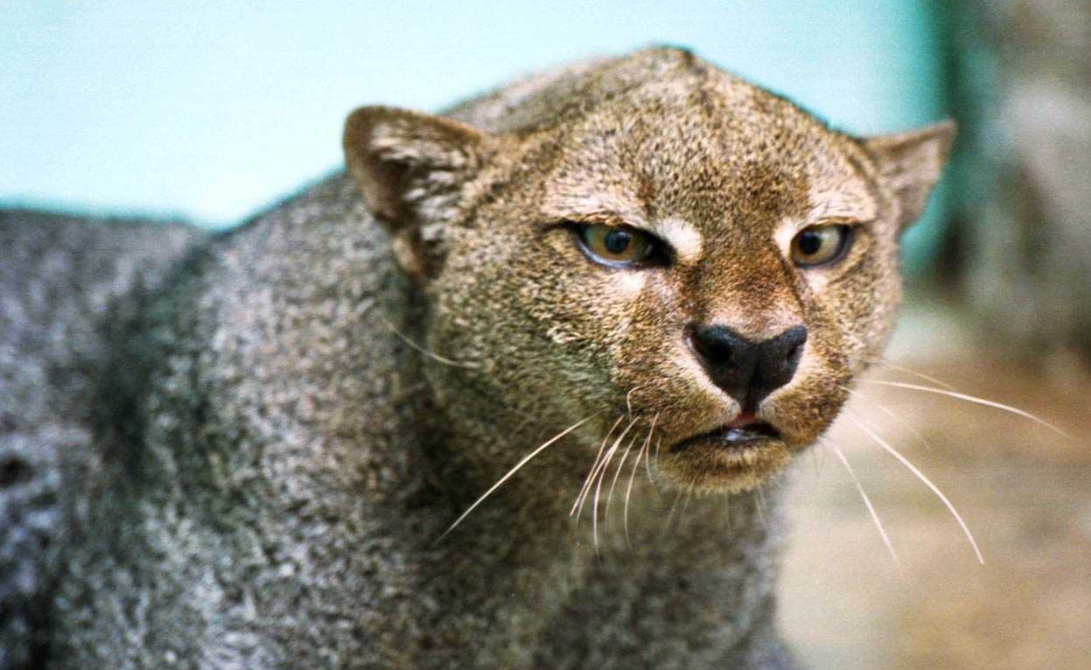 ¿Extinción o error de percepción?