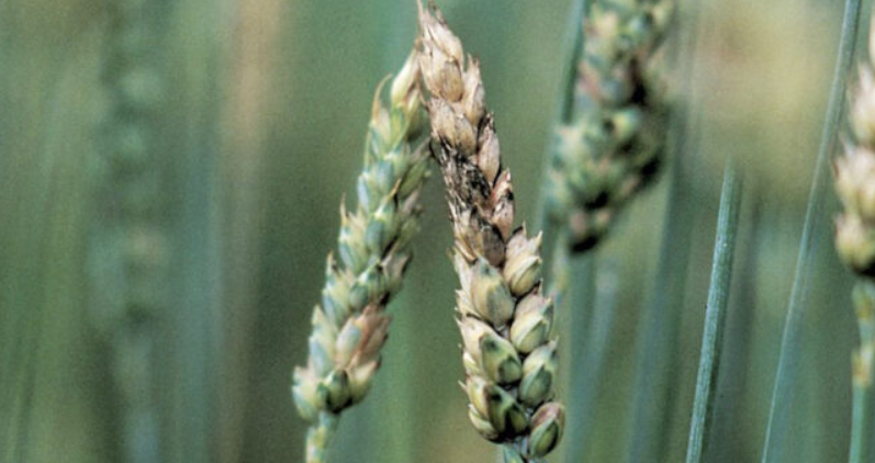 ¿Por qué EEUU detuvo a dos ciudadanos chinos? Un caso de bioterrorismo