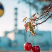 Las cerezas reducen la radiación según una nueva investigación médica
