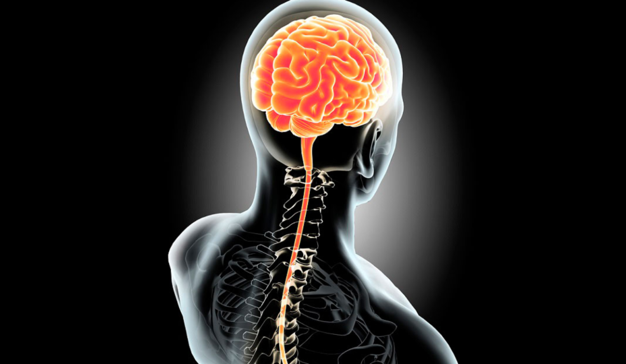 Descubren molécula que revierte el deterioro en estudios científicos