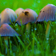 Hongos del jardín que pueden descomponer plástico en poco más de 4 meses