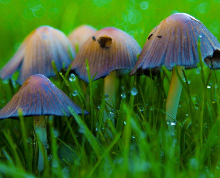 Hongos del jardín que pueden descomponer plástico en poco más de 4 meses