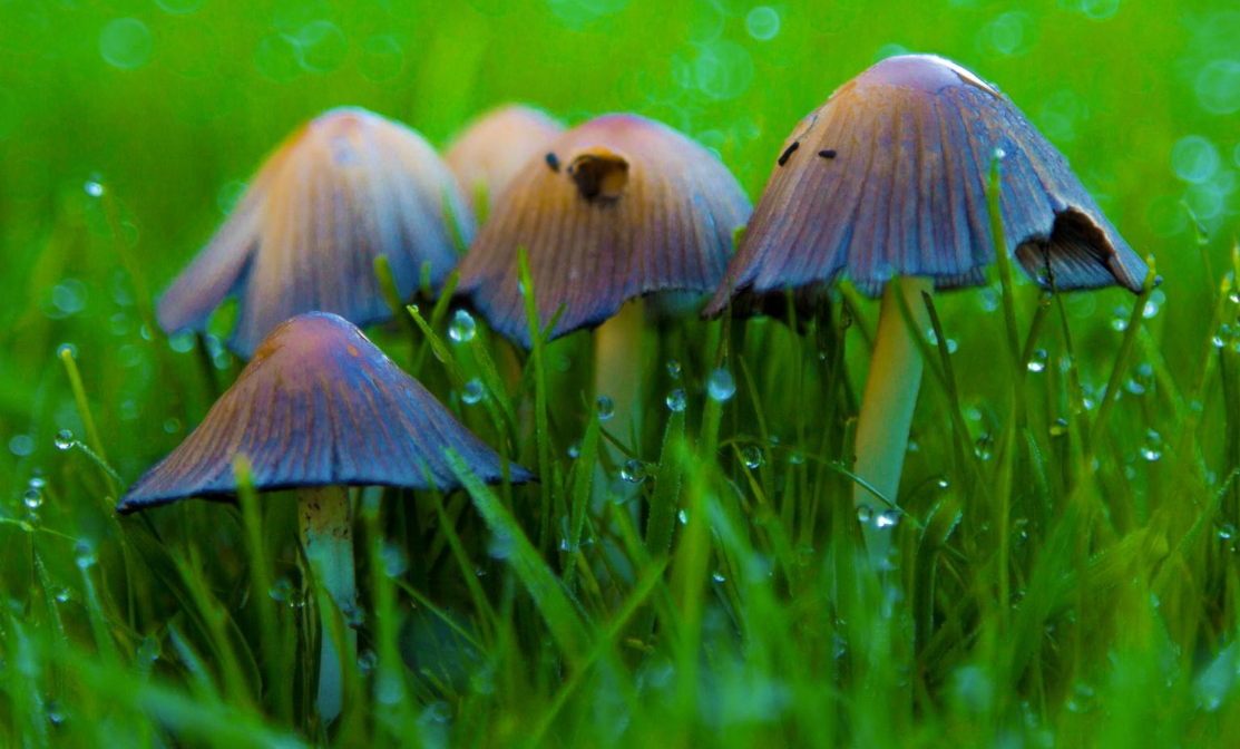 Hongos del jardín que pueden descomponer plástico en poco más de 4 meses