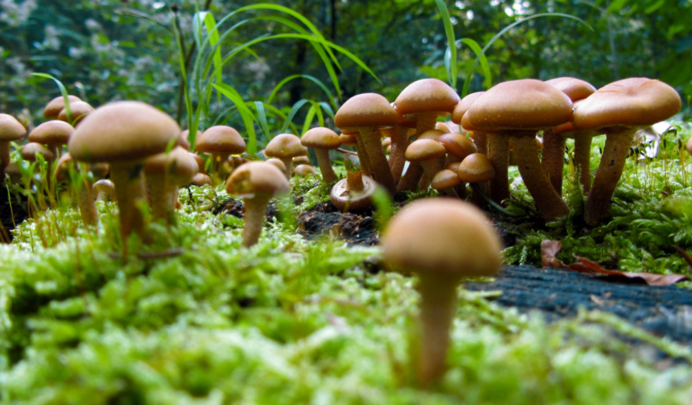 ¿Qué hongos pueden descomponer el plástico?