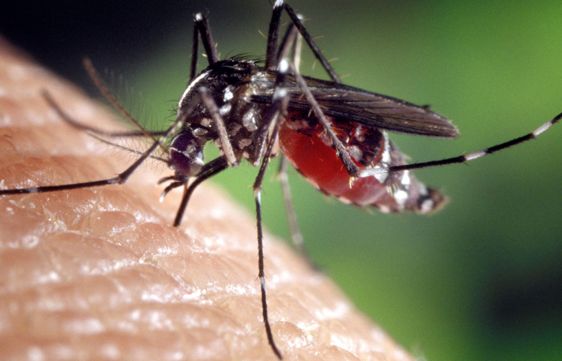 ¿Qué significa tener sangre tóxica para mosquitos?