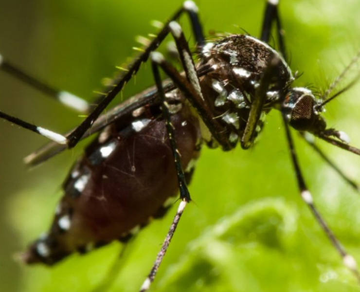 Sangre tóxica para mosquitos: El avance médico que podría acabar con varias enfermedades