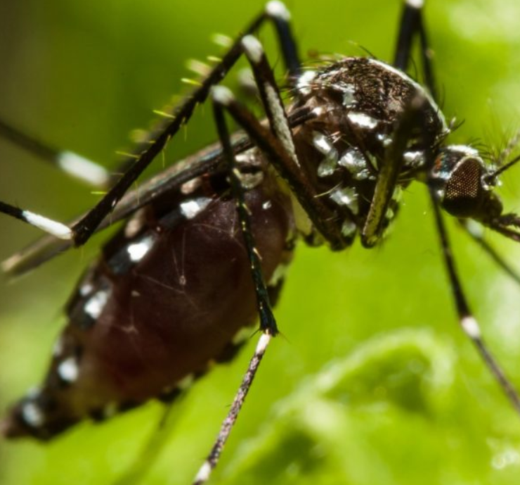 Sangre tóxica para mosquitos: El avance médico que podría acabar con varias enfermedades