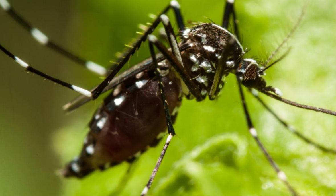 Sangre tóxica para mosquitos: El avance médico que podría acabar con varias enfermedades