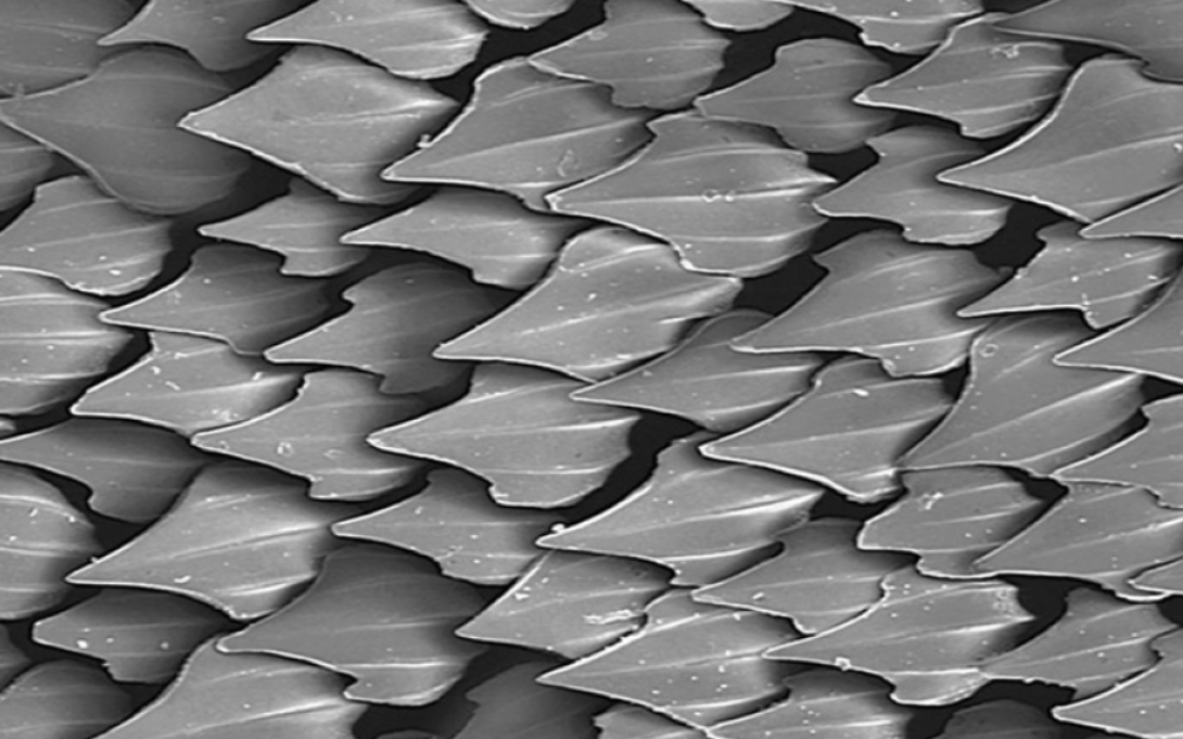 Tecnología inspirada en la naturaleza: así crearon superficies para cocina anti-microbios