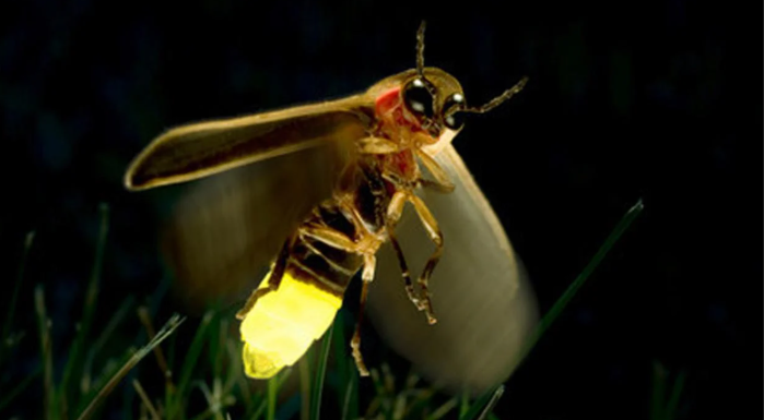 ¿Por qué están desapareciendo las luciérnagas?