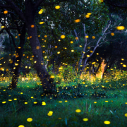 ¿La última generación en ver luciérnagas? Los científicos creen que se les acaba el tiempo