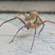 Familia vivió con 2000 arañas sin saberlo. Estás arañas son peligrosas pero no letales