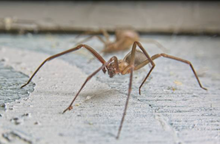 Familia vivió con 2000 arañas sin saberlo. Estás arañas son peligrosas pero no letales