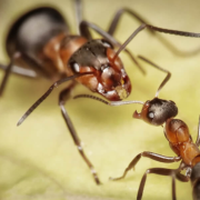 Las hormigas se reconocen en el espejo, son más inteligentes de lo que creíamos