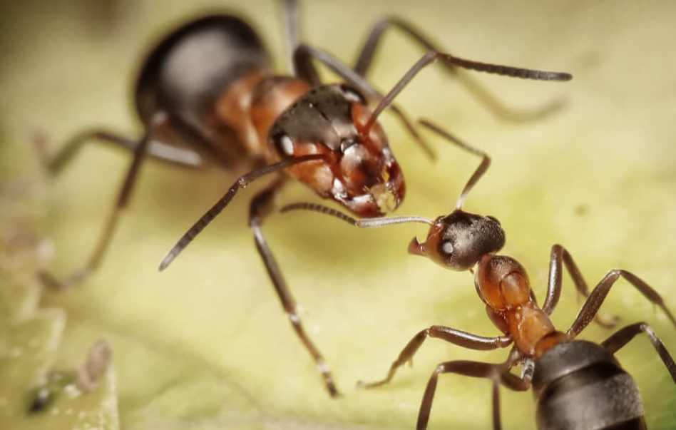 Las hormigas se reconocen en el espejo, son más inteligentes de lo que creíamos