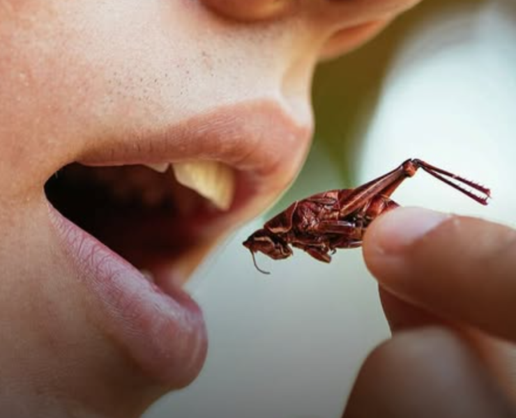 Beneficios de comer saltamontes, una joya oculta para tu salud