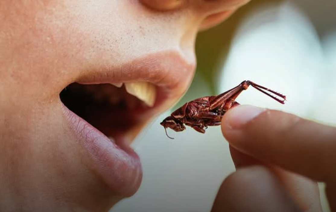 Beneficios de comer saltamontes, una joya oculta para tu salud