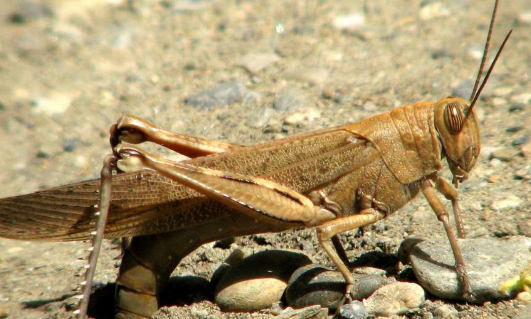 Beneficios de comer saltamontes en la salud humana y animal