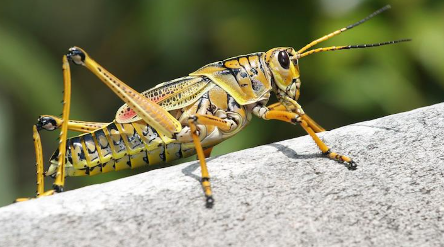 ¿Por qué deberías considerar los insectos en tu dieta?