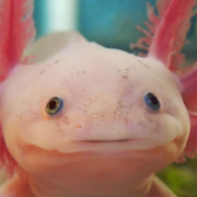 Los ajolotes curan el cáncer: revelación científica con potencial médico global